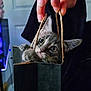 kitten, cat, gray_cat, paper_bag, hand, curious, wide_eyes, pet, indoor, cute, feline, animal, playing, small, young_cat, whiskers, ears, domestic_cat, holding, closeup