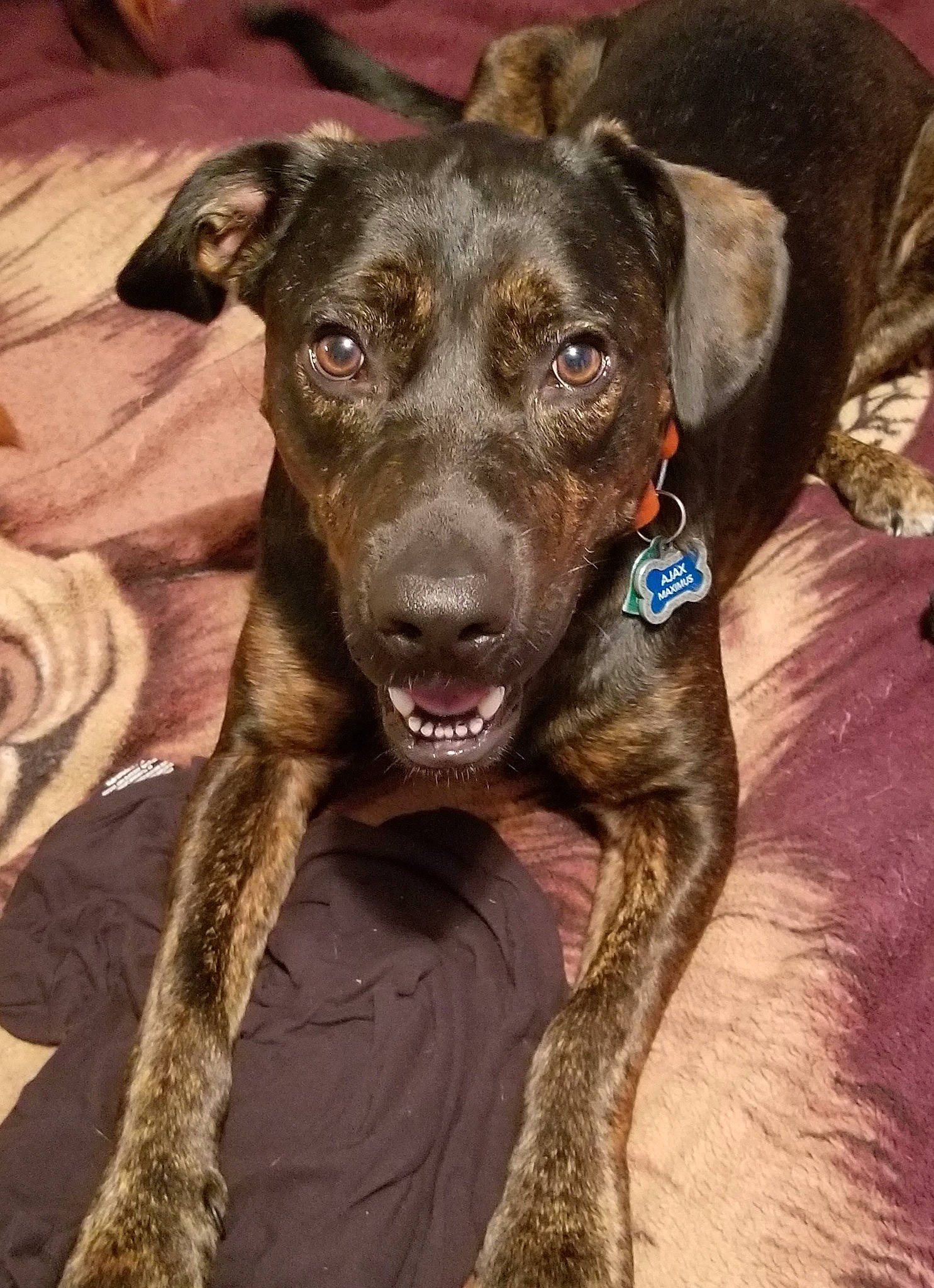 Ajax joined the competition — help win amazing prizes! borador, canidae, carnivore, collar, companion_dog, dog, dog_breed, dog_collar, fawn, fur, guard_dog, head, hunting_dog, liver, pet_supply, snout, sporting_group, whiskers, working_animal, working_dog