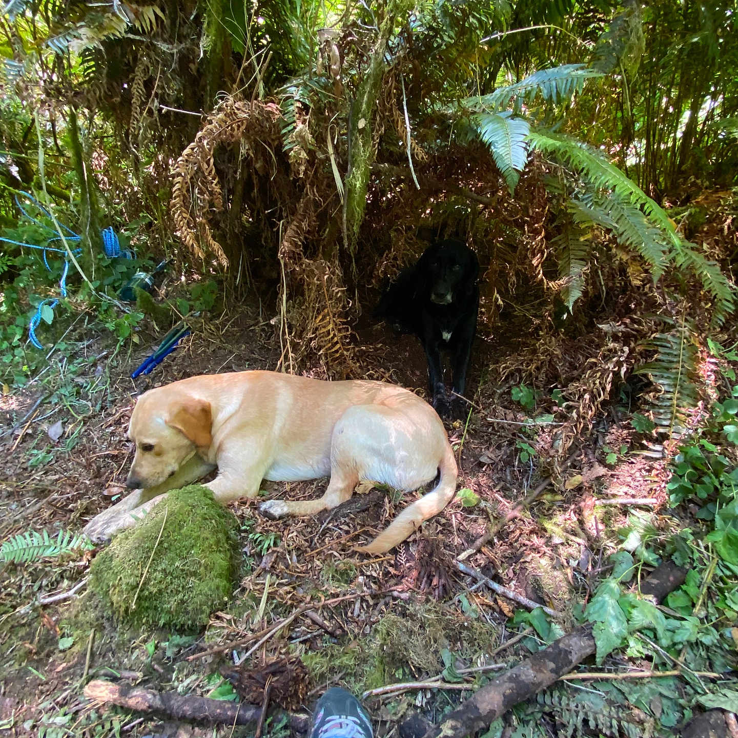 Buster is registered to the contest to win money with this photo: animal, canine, clothing, den, dog, footwear, indoors, jungle, land, nature, outdoors, person, pet, plant, rainforest, shoe, soil, tree, vegetation, woodland