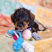 Rocky participe au concours pour gagner de l'argent avec cette photo : puppy, dog, toy, rope_toy, bed, quilt, colorful, pet, cute, young_dog, indoor, animal, playful, fur, small_dog, looking, lying_down, close_up, soft, background