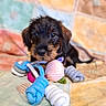 puppy, dog, toy, rope_toy, bed, quilt, colorful, pet, cute, young_dog, indoor, animal, playful, fur, small_dog, looking, lying_down, close_up, soft, background
