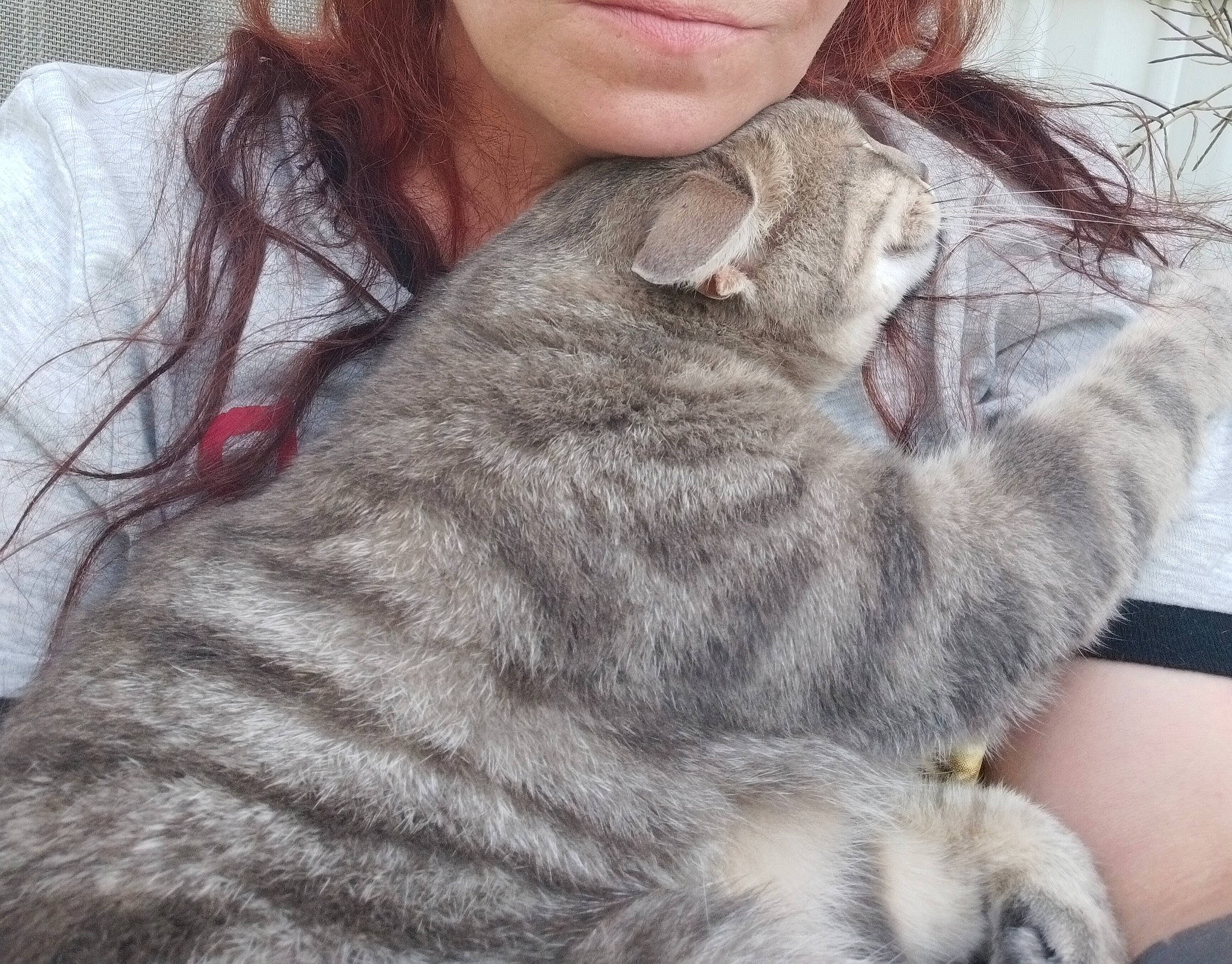 Elton John is registered to the contest to win money with this photo: canidae, carnivore, cat, claw, comfort, domestic_short_haired_cat, ear, fawn, felidae, fur, fur_clothing, gesture, grey, liver, sitting, small_to_medium_sized_cats, snout, sporting_group, tail, whiskers