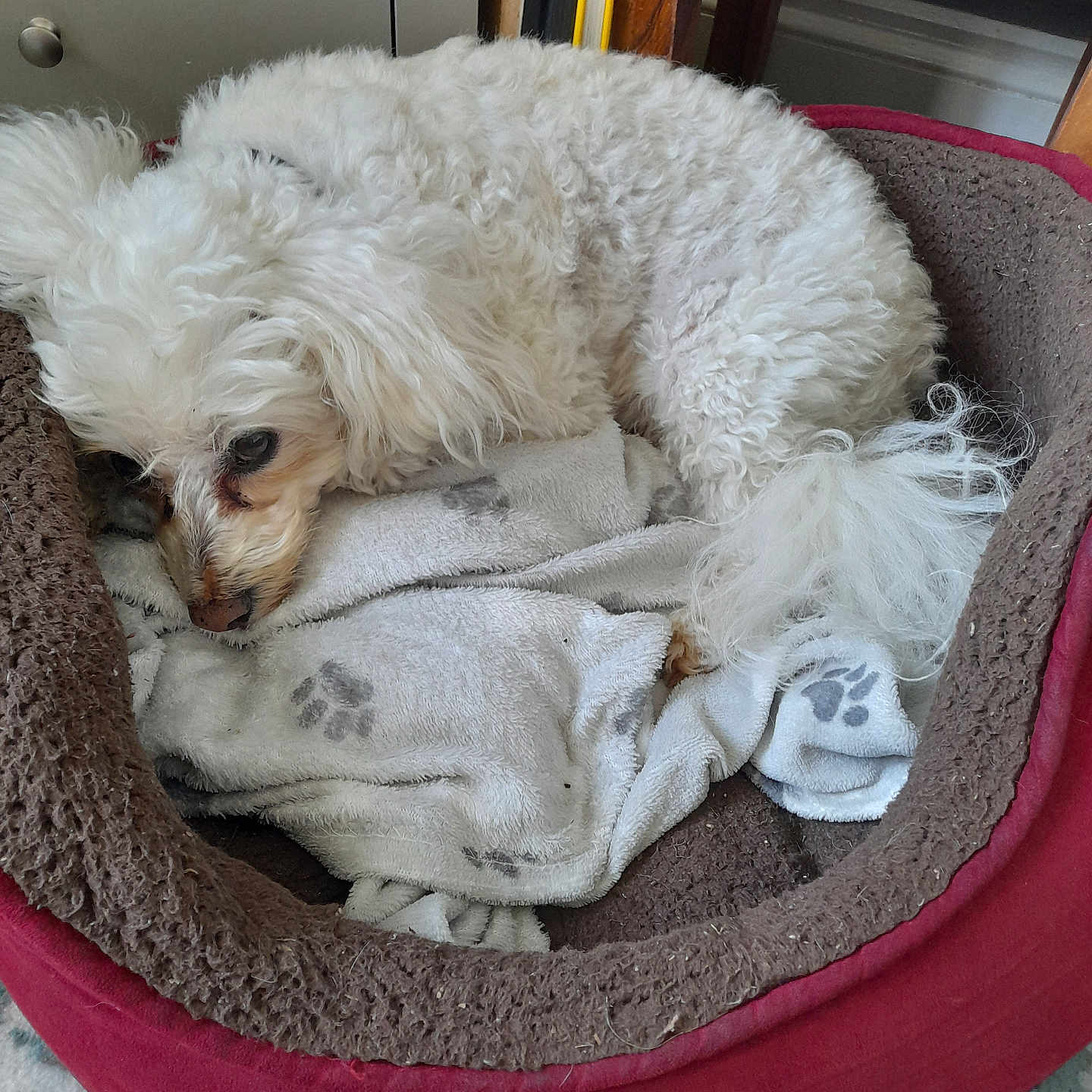 Alfie joined the competition — help win amazing prizes! animal, bed, blanket, canine, cat, cockerspaniel, couch, cushion, dog, dogbed, eskimodog, furniture, homedecor, linen, person, pet, poodle, puppy, terrier, whitedog