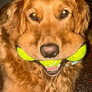 Noah joined the competition — help win amazing prizes! dog, golden_retriever, tennis_balls, pet, animal, indoor, fur, mouth, playful, cute, canine, retriever, happy, closeup, domestic_animal, friendly, tongue, smile, toy, fluffy