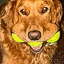 dog, golden_retriever, tennis_balls, pet, animal, indoor, fur, mouth, playful, cute, canine, retriever, happy, closeup, domestic_animal, friendly, tongue, smile, toy, fluffy