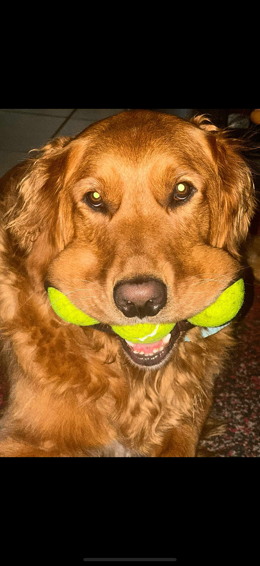 Noah joined the competition — help win amazing prizes! dog, golden_retriever, tennis_balls, pet, animal, indoor, fur, mouth, playful, cute, canine, retriever, happy, closeup, domestic_animal, friendly, tongue, smile, toy, fluffy