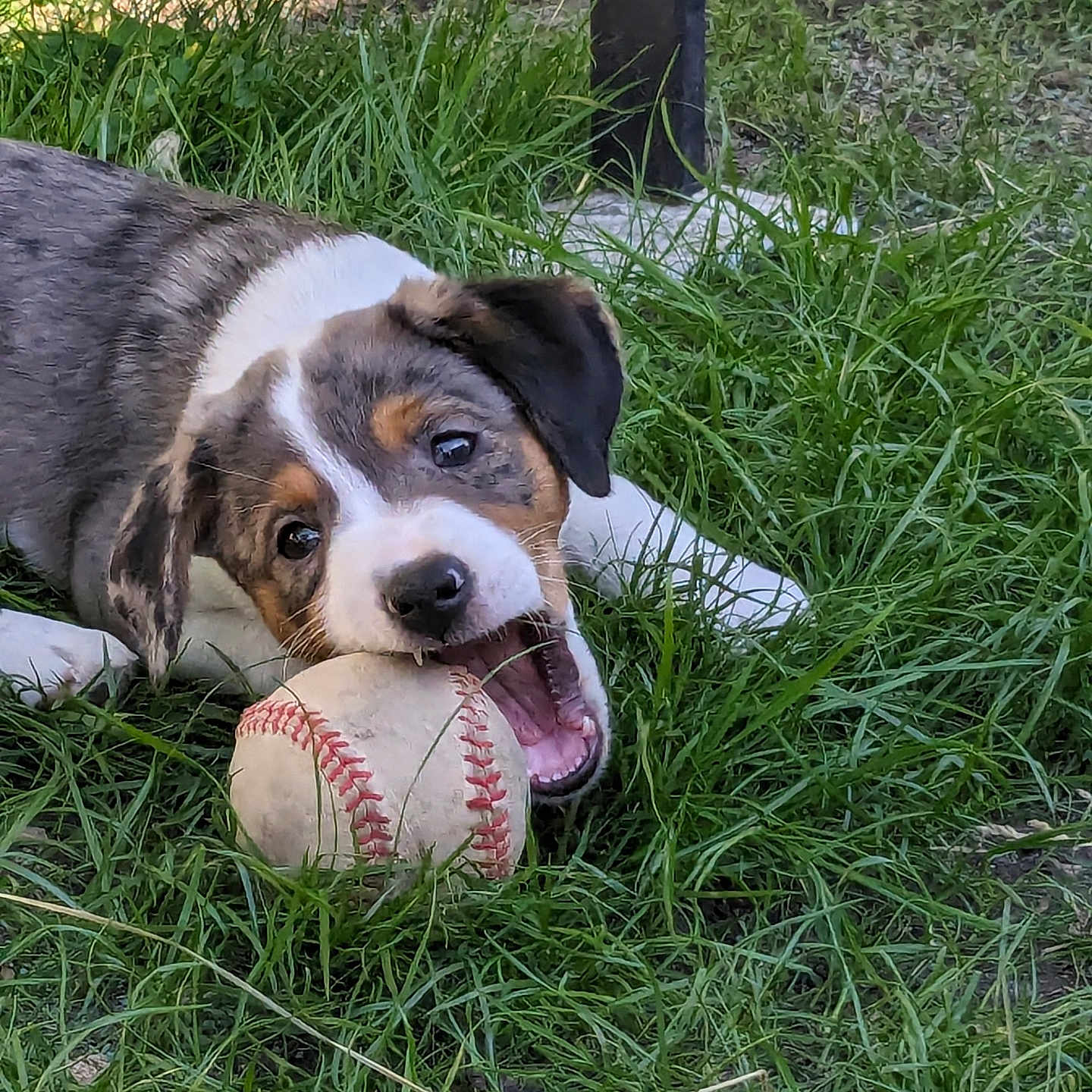 Pixie is registered to the contest to win money with this photo: animal, ball, baseball, baseballball, canine, dog, face, football, grass, head, hound, person, pet, plant, puppy, soccer, soccerball, sport, tennis, tennisball
