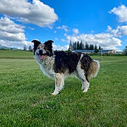 Ash is registered to the contest to win money with this photo: animal, border_collie, canine, clouds, daylight, dog, ears_up, field, fur, grass, greenery, happy, landscape, nature, outdoor, pet, sky, smiling, standing, tongue_out