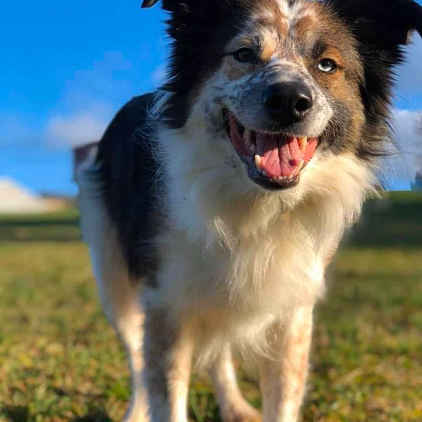 Ash is registered to the contest to win money with this photo: animal, blue_sky, canine, cute, daylight, dog, ears, friendly, fur, grass, happy, muzzle, nature, outdoor, pet, playful, portrait, smiling, sunny, tongue