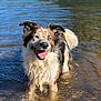 Ash joined the competition — help win amazing prizes! animal, background_blur, canine, daytime, dog, ears_up, happy, lake, multicolored_fur, nature, outdoor, playful, recreation, shallow_water, smiling, summer, sunlight, tongue_out, water, wet_fur
