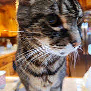 Mao Dean joined the competition — help win amazing prizes! animal, background, blurry, cat, closeup, curious, domestic_cat, feline, fur, household, indoor, kitchen, mammal, pet, portrait, striped, tabby, table, whiskers, wood