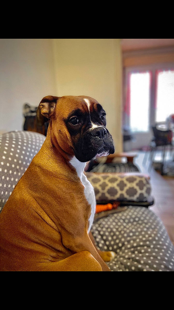 Naenia a rejoint le concours — aidez-le/la à gagner de superbes lots ! boerboel, boxer, bullmastiff, canidae, carnivore, companion_dog, dog, dog_breed, fawn, mammal, molosser, non_sporting_group, puppy, snout, sporting_group, valley_bulldog, vertebrate, working_dog