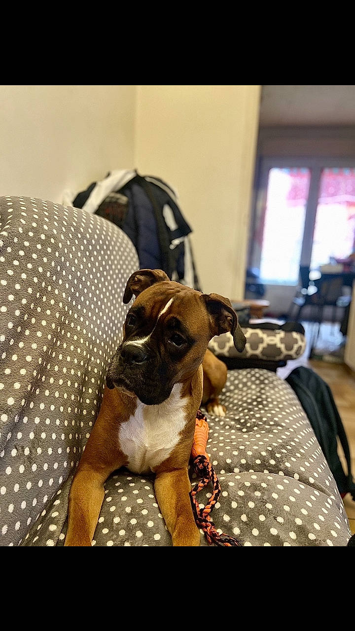 Naenia a rejoint le concours — aidez-le/la à gagner de superbes lots ! boxer, canidae, carnivore, companion_dog, dog, dog_breed, fawn, non_sporting_group, puppy, snout, sporting_group