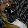 Naenia a rejoint le concours — aidez-le/la à gagner de superbes lots ! boxer, carnivoran, dog, dog_breed, dog_breed_group, dog_like_mammal, fawn, snout