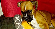 Naenia a rejoint le concours — aidez-le/la à gagner de superbes lots ! boxer, carnivoran, dog, dog_breed, dog_breed_group, dog_like_mammal, fawn, mammal, puppy, snout, vertebrate
