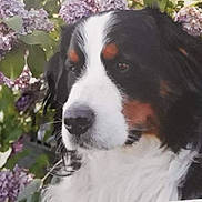 Rex participe au concours pour gagner de l'argent avec cette photo : australian_shepherd, bernese_mountain_dog, canidae, carnivore, dog, dog_breed, english_shepherd, giant_dog_breed, greater_swiss_mountain_dog, mammal, moscow_watchdog, plant, pyrenean_mastiff, snout, sporting_group, st_bernard, vertebrate, working_dog