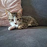 Naïa participe au concours pour gagner de l'argent avec cette photo : animal, blanket, cat, couch, cozy, cute, domestic, feline, fur, indoor, kitten, paw, pet, relaxed, resting, sleepy, soft, tabby, whiskers, young