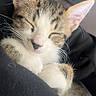 Naïa a rejoint le concours — aidez-le/la à gagner de superbes lots ! adorable, cat, close_up, closed_eyes, comfort, cozy, cute, domestic_animal, fur, indoor, kitten, mammal, nap, pet, relaxed, resting, sleeping, soft, whiskers, young