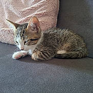 Naïa a rejoint le concours — aidez-le/la à gagner de superbes lots ! animal, cat, couch, cozy, cute, domestic, fur, furniture, indoor, kitten, nap, paw, pet, pillow, relaxed, resting, sleeping, soft, tabby, whiskers