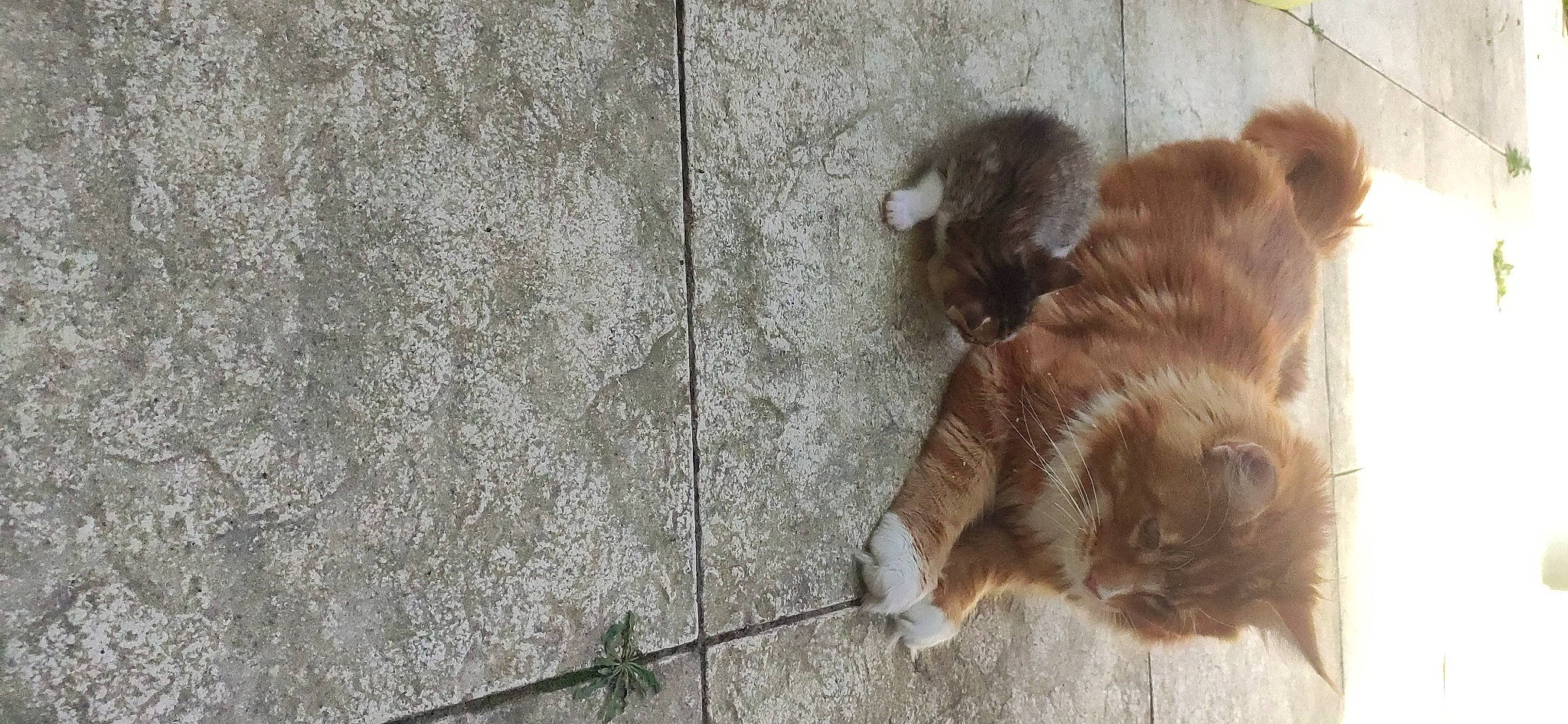 Kooky a rejoint le concours — aidez-le/la à gagner de superbes lots ! asphalt, carnivore, cat, companion_dog, dog_breed, domestic_short_haired_cat, fawn, felidae, flooring, fur, liver, road_surface, sidewalk, small_to_medium_sized_cats, snout, tail, terrestrial_animal, whiskers, wood, working_animal