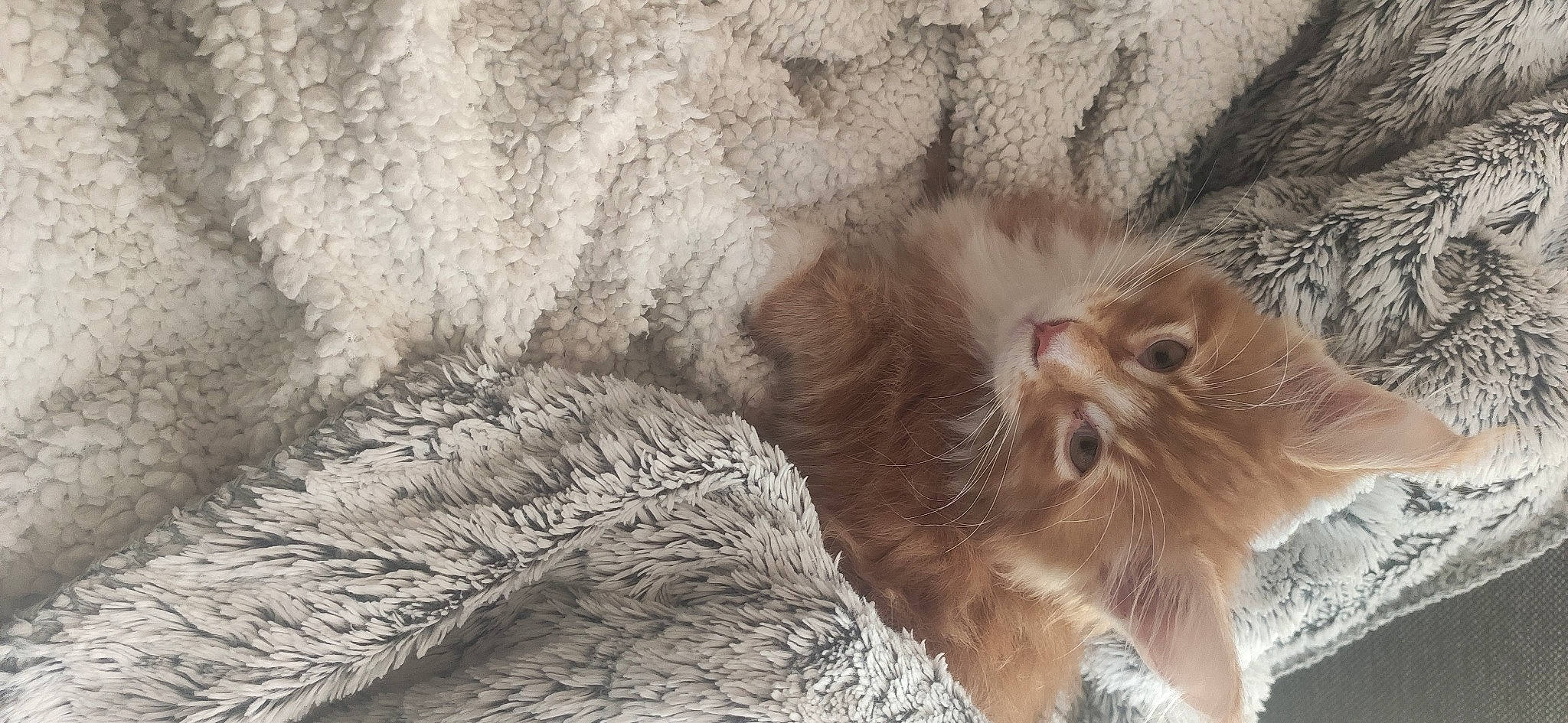 Kooky a rejoint le concours — aidez-le/la à gagner de superbes lots ! canidae, carnivore, cat, claw, companion_dog, dog_breed, fawn, feather, felidae, fur, liver, paw, small_to_medium_sized_cats, sporting_group, tail, terrestrial_animal, whiskers, wildlife, wood