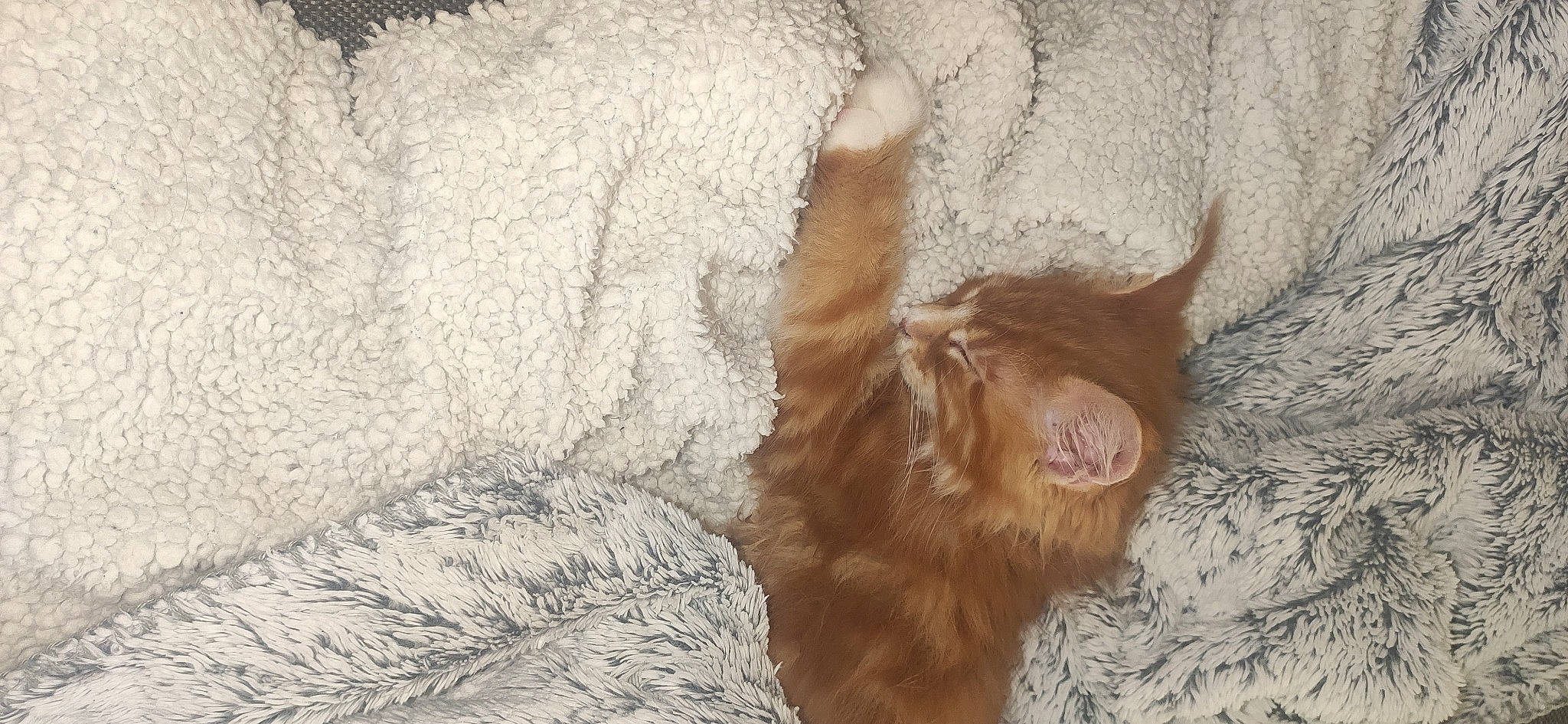 Kooky a rejoint le concours — aidez-le/la à gagner de superbes lots ! canidae, carnivore, companion_dog, dog, dog_breed, fawn, felidae, fur, liver, paw, small_to_medium_sized_cats, snout, sporting_group, tail, terrestrial_animal, whiskers, wildlife, winter, wood