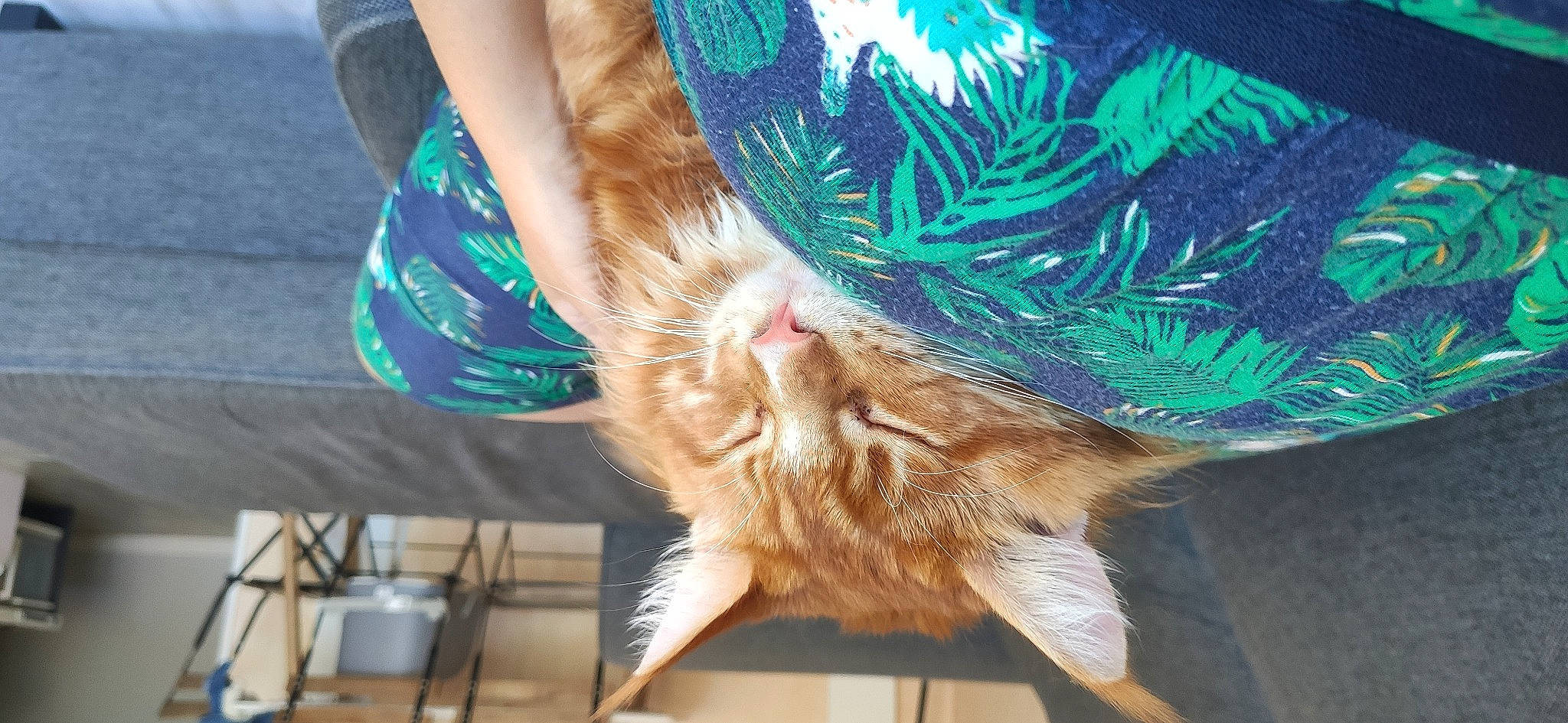 Kooky participe au concours pour gagner de l'argent avec cette photo : animal_product, claw, dress, electric_blue, fashion_accessory, feather, felidae, flooring, fun, fur, grass, hair_coloring, headpiece, human_leg, small_to_medium_sized_cats, sunglasses, tail, whiskers, wing, wool