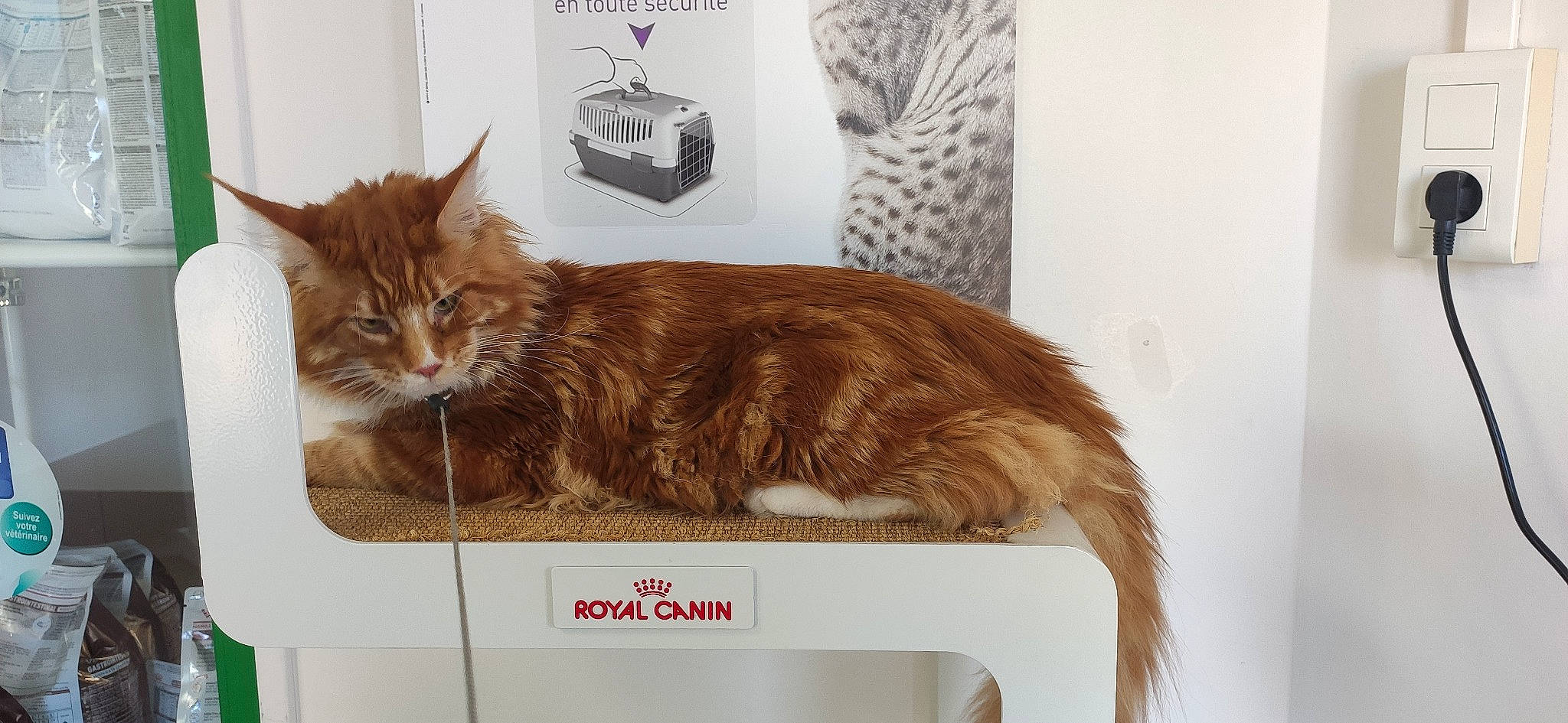 Kooky a rejoint le concours — aidez-le/la à gagner de superbes lots ! animal_shelter, box, cardboard, carnivore, cat, domestic_short_haired_cat, fawn, felidae, fur, paw, pet_supply, small_to_medium_sized_cats, tail, terrestrial_animal, whiskers
