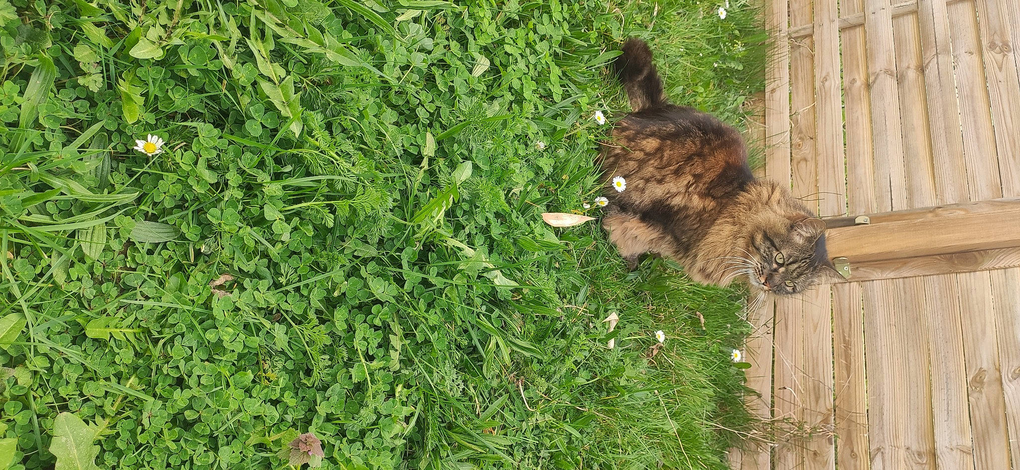 Kado participe au concours pour gagner de l'argent avec cette photo : big_cats, carnivore, cat, domestic_short_haired_cat, fawn, felidae, fur, grass, grass_family, groundcover, herb, plant, shrub, small_to_medium_sized_cats, soil, tail, terrestrial_animal, trunk, whiskers, wood