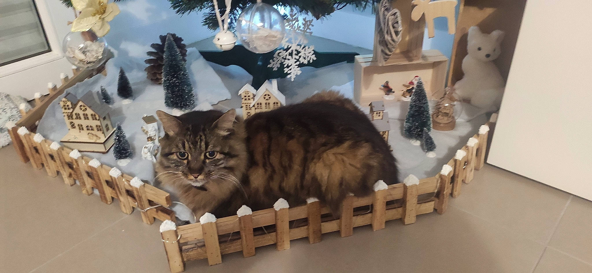 Kado a rejoint le concours — aidez-le/la à gagner de superbes lots ! carnivore, cat, christmas, conifer, domestic_short_haired_cat, event, fawn, felidae, fur, interior_design, paw, plant, room, shelf, small_to_medium_sized_cats, tail, tree, whiskers, winter, wood