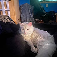 Casper is registered to the contest to win money with this photo: cat, white_cat, fluffy, indoor, furniture, window, blinds, blanket, cozy, relaxed, pet, animal, resting, curious, soft_light, blue_wall, household, living_room, domestic, fur