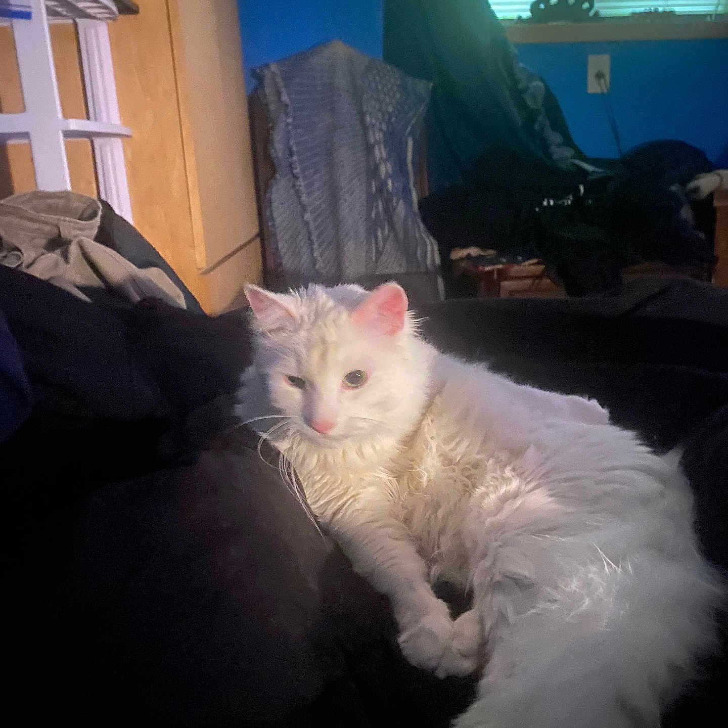 Casper is registered to the contest to win money with this photo: cat, white_cat, fluffy, indoor, furniture, window, blinds, blanket, cozy, relaxed, pet, animal, resting, curious, soft_light, blue_wall, household, living_room, domestic, fur
