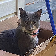 Sushi joined the competition — help win amazing prizes! cat, gray_cat, white_chest, pet, animal, feline, collar, cardboard_box, box, indoors, window, broom, sitting, portrait, whiskers, ears, yellow_eyes, fur, home, funny_expression