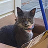 animal, box, broom, cardboard_box, cat, collar, ears, feline, funny_expression, fur, gray_cat, home, indoors, pet, portrait, sitting, whiskers, white_chest, window, yellow_eyes