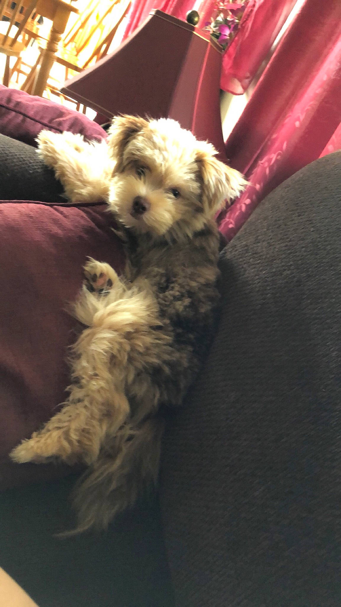 Deo is registered to the contest to win money with this photo: canidae, carnivore, comfort, companion_dog, dog, dog_breed, dog_supply, fawn, felidae, fur, goldendoodle, maltepoo, small_terrier, small_to_medium_sized_cats, snout, sporting_group, tail, terrier, toy_dog, yorkipoo