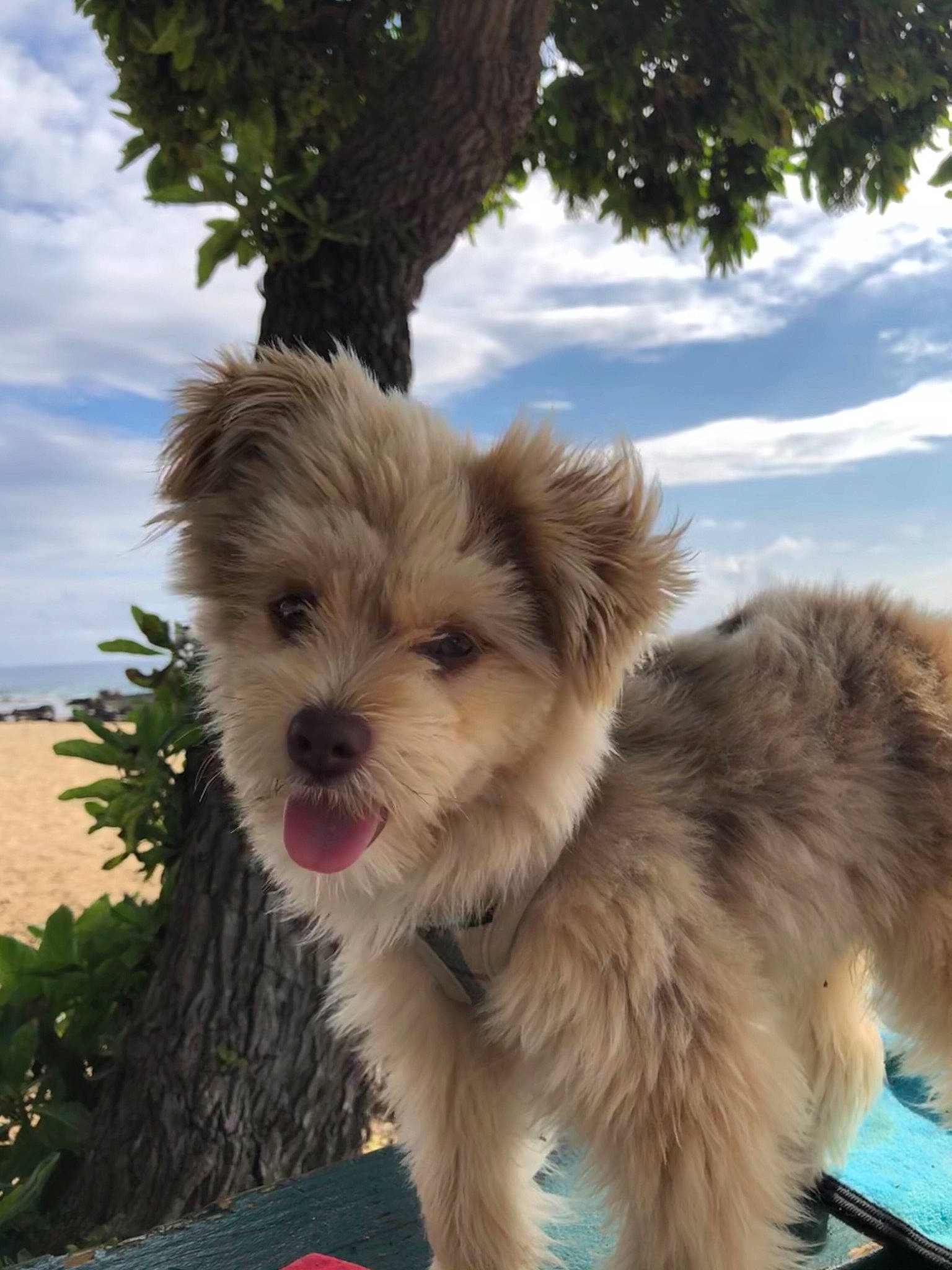 Deo is registered to the contest to win money with this photo: canidae, carnivore, cloud, companion_dog, dog, dog_breed, dog_supply, fawn, fur, liver, plant, sky, small_terrier, snout, sporting_group, terrier, toy_dog, tree, working_animal, yorkshire_terrier