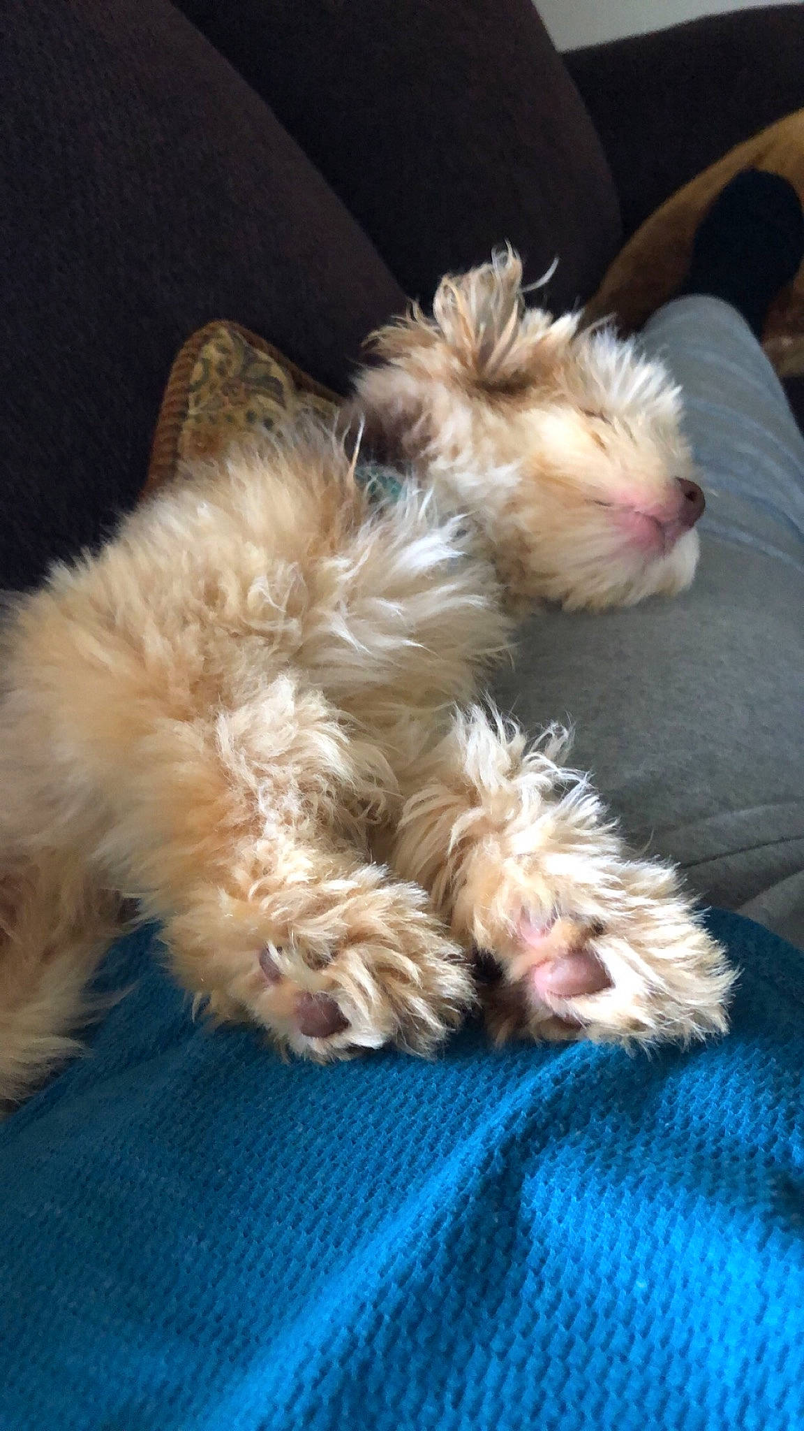 Deo joined the competition — help win amazing prizes! australian_silky_terrier, canidae, carnivore, comfort, companion_dog, dog, dog_breed, fawn, fur, liver, nap, paw, small_terrier, snout, sporting_group, terrier, toy_dog, welsh_terrier, yorkipoo, yorkshire_terrier