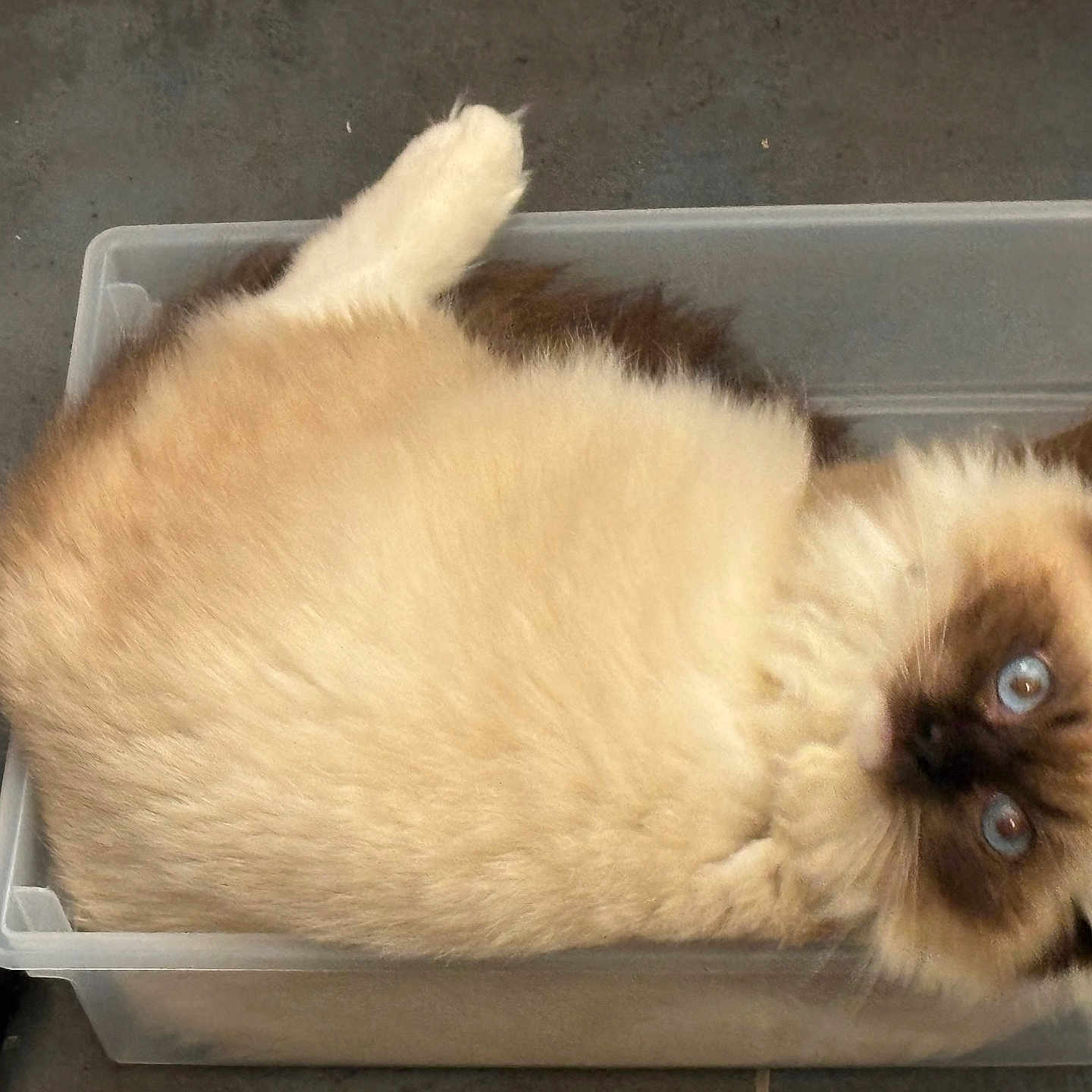 Astraea is registered to the contest to win money with this photo: animal, blue_eyes, cat, container, cozy, curious, cute, ears, feline, floor, fluffy, indoor, looking_up, paws, pet, plastic_box, relaxed, siamese_cat, tile_floor, whiskers