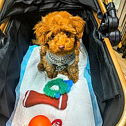 Dash is registered to the contest to win money with this photo: puppy, dog, toy, stroller, pet, indoor, brown, cute, fur, chew_toy, ball, bone, leash, pet_accessory, floor, looking_up, small_dog, cozy, playful, sitting