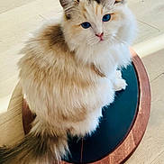 Jolene joined the competition — help win amazing prizes! cat, fluffy, blue_eyes, wooden_floor, indoor, pet, curious, sitting, plush, feline, domestic_animal, close_up, animal_portrait, whiskers, tail, soft_light, fur, cute, looking_at_camera, home