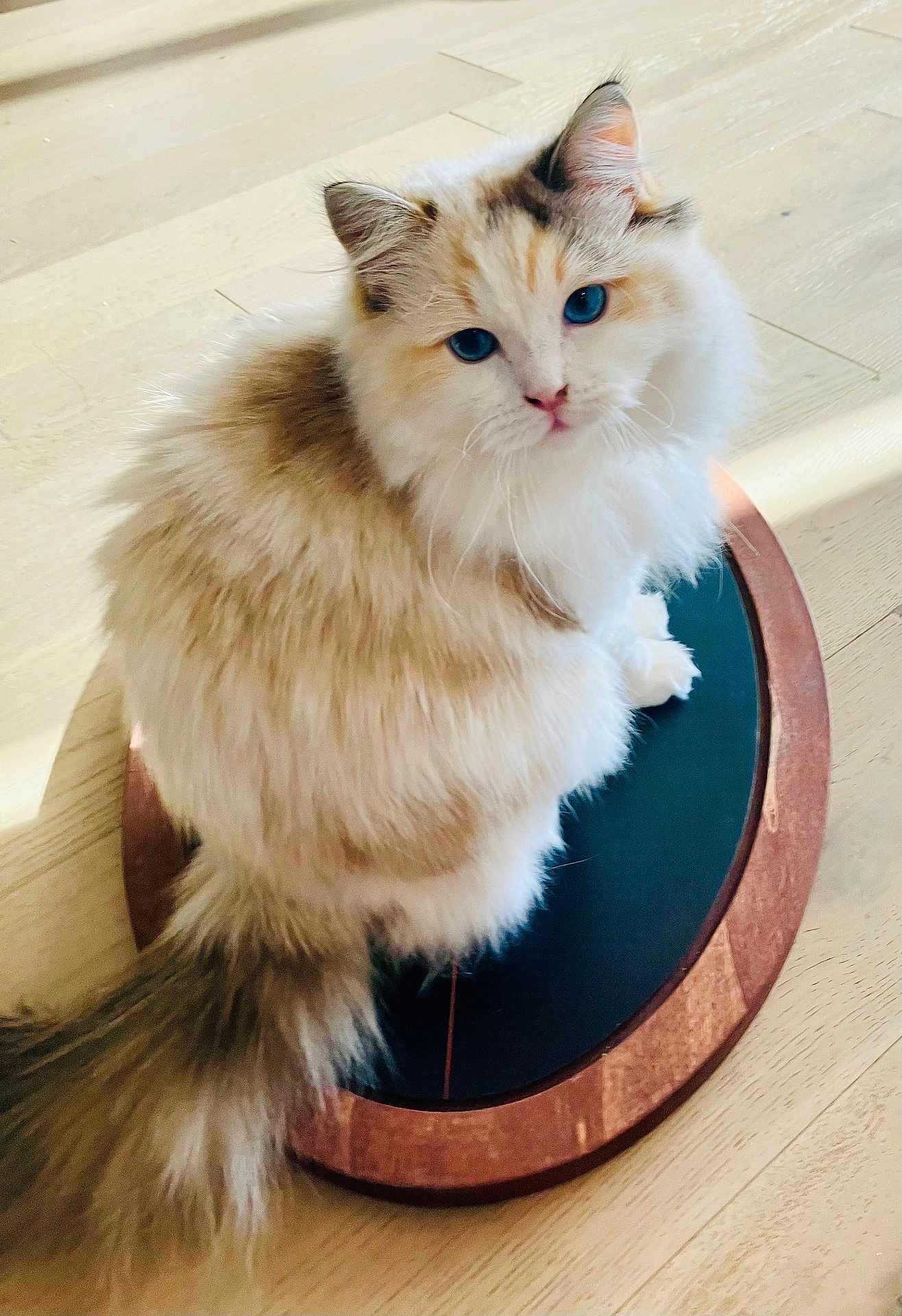 Jolene joined the competition — help win amazing prizes! cat, fluffy, blue_eyes, wooden_floor, indoor, pet, curious, sitting, plush, feline, domestic_animal, close_up, animal_portrait, whiskers, tail, soft_light, fur, cute, looking_at_camera, home