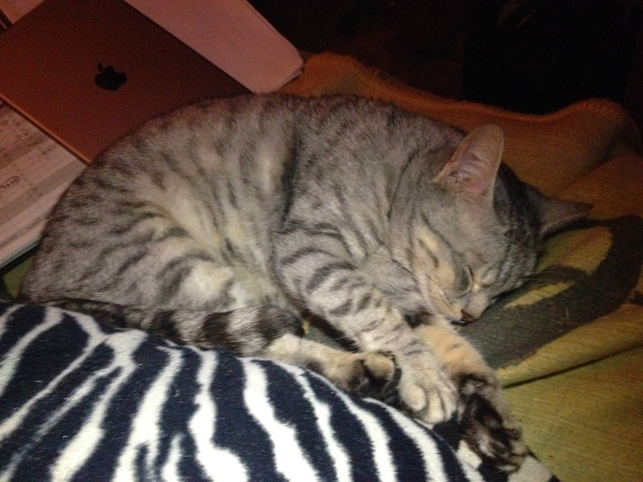 Akila joined the competition — help win amazing prizes! carnivore, cat, cat_bed, comfort, domestic_short_haired_cat, eye, felidae, fur, grey, head, nap, paw, sleep, small_to_medium_sized_cats, snout, tail, terrestrial_animal, wall_plate, whiskers, wrinkle