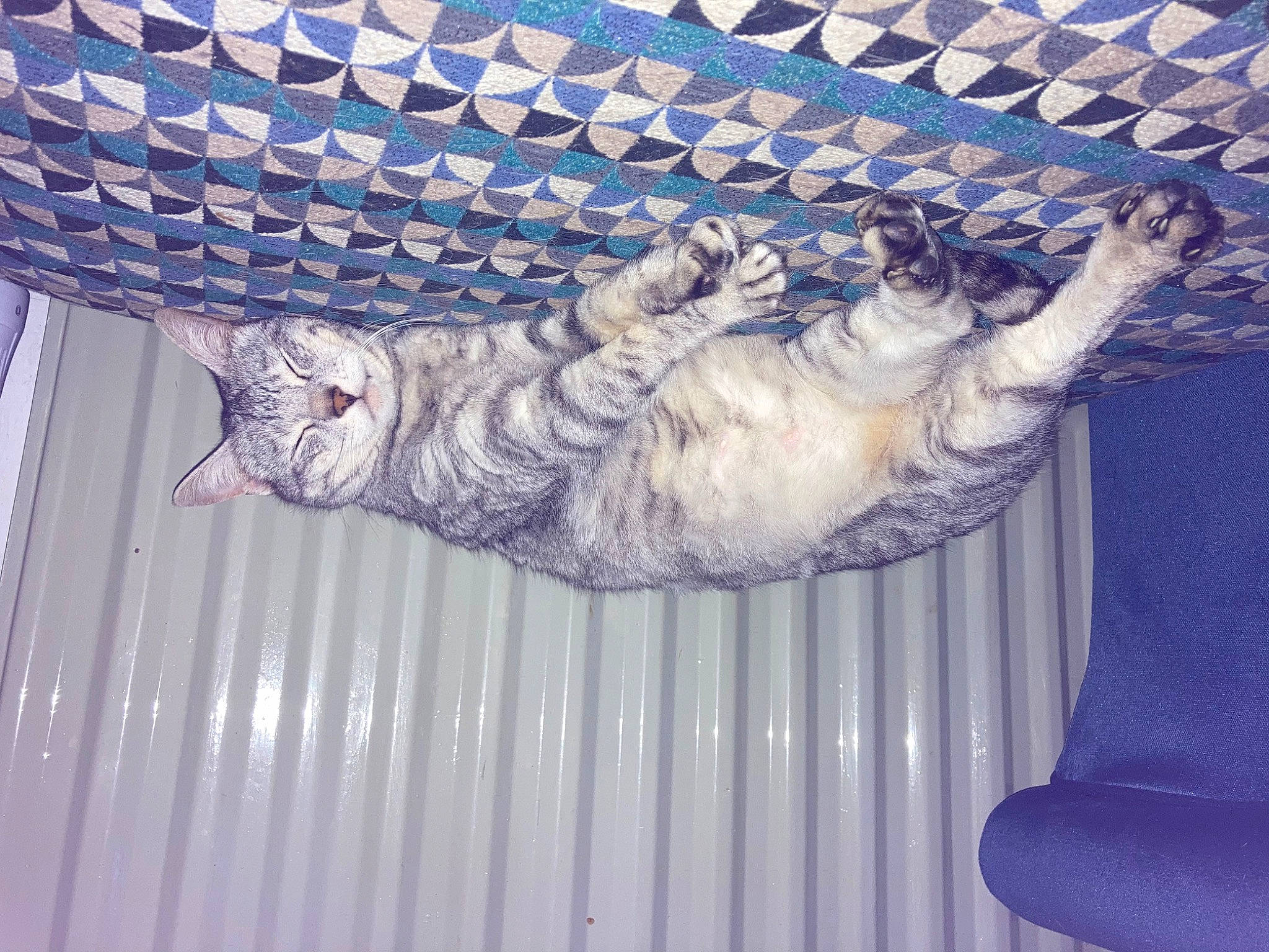 Akila joined the competition — help win amazing prizes! art, artifact, building, carving, ceiling, curtain, facade, felidae, gesture, line, metal, molding, pattern, plaster, relief, sculpture, statue, tail, visual_arts, wood