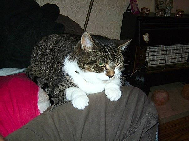 Akila is registered to the contest to win money with this photo: carnivore, cat, claw, comfort, couch, domestic_short_haired_cat, eye, felidae, fur, lap, linens, nap, paw, sitting, small_to_medium_sized_cats, snout, tail, whiskers