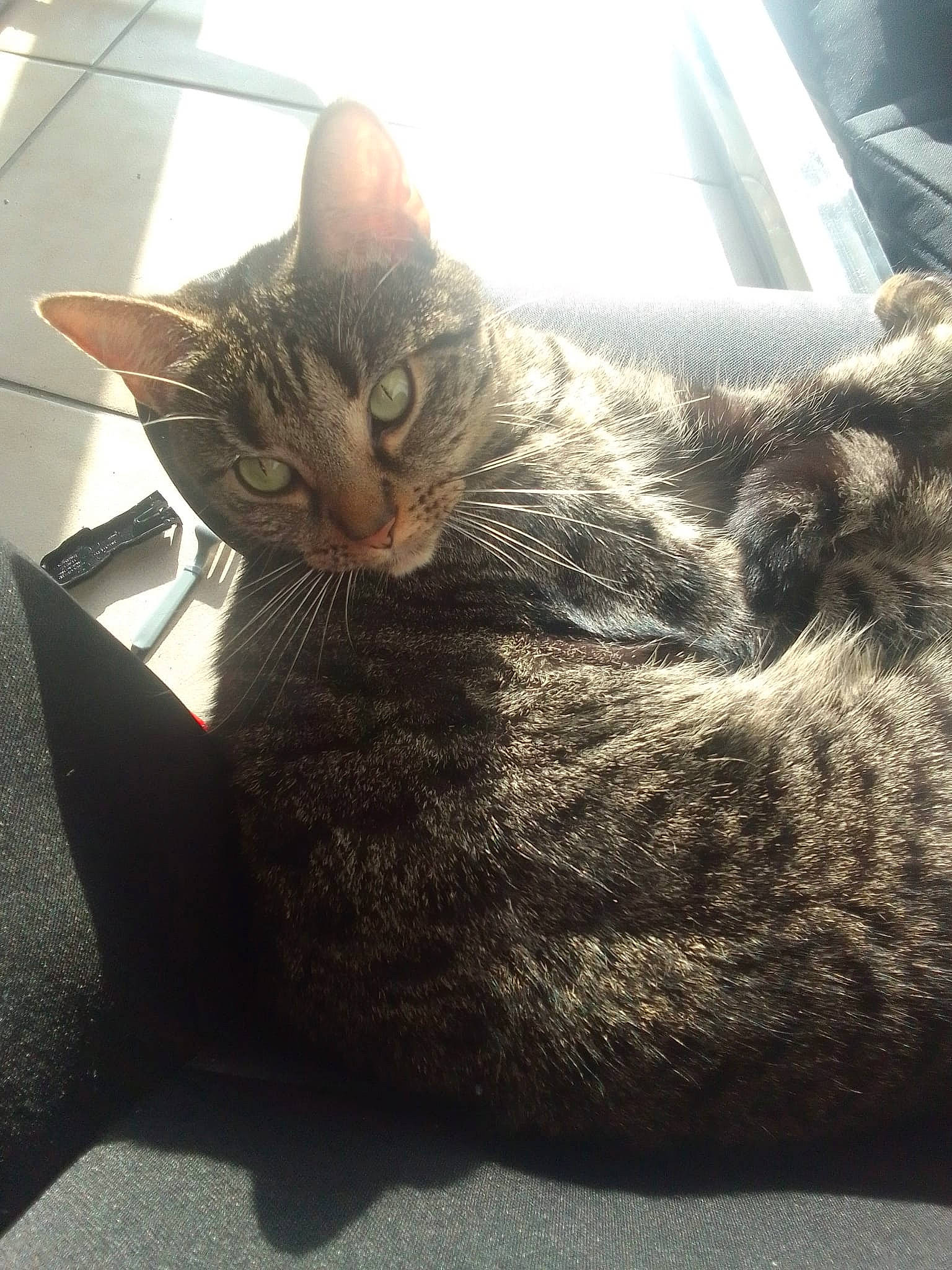 Flora a rejoint le concours — aidez-le/la à gagner de superbes lots ! carnivore, cat, claw, comfort, domestic_short_haired_cat, felidae, fur, grey, paw, sitting, small_to_medium_sized_cats, snout, tail, terrestrial_animal, tree, whiskers