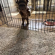 Nova joined the competition — help win amazing prizes! animal, bowl, cage, canine, carpet, curious, cute, dog, domestic, fence, floor, household, indoor, pet, pet_care, playpen, puppy, small, standing, young