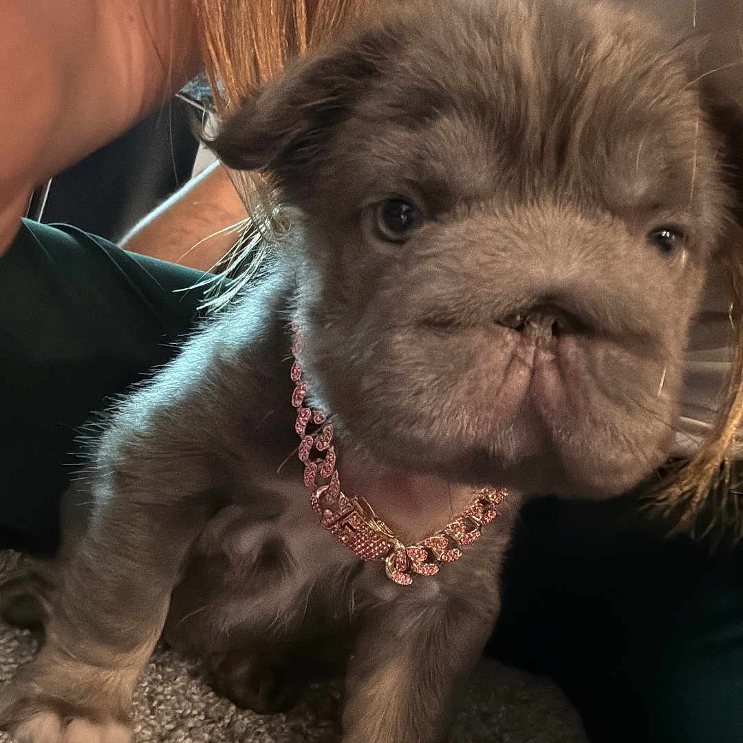 Nova joined the competition — help win amazing prizes! animal, arm, carpet, casual, closeup, curious, cute, dog, fur, human, indoor, light, necklace, person, pet, pink, portrait, puppy, small, young
