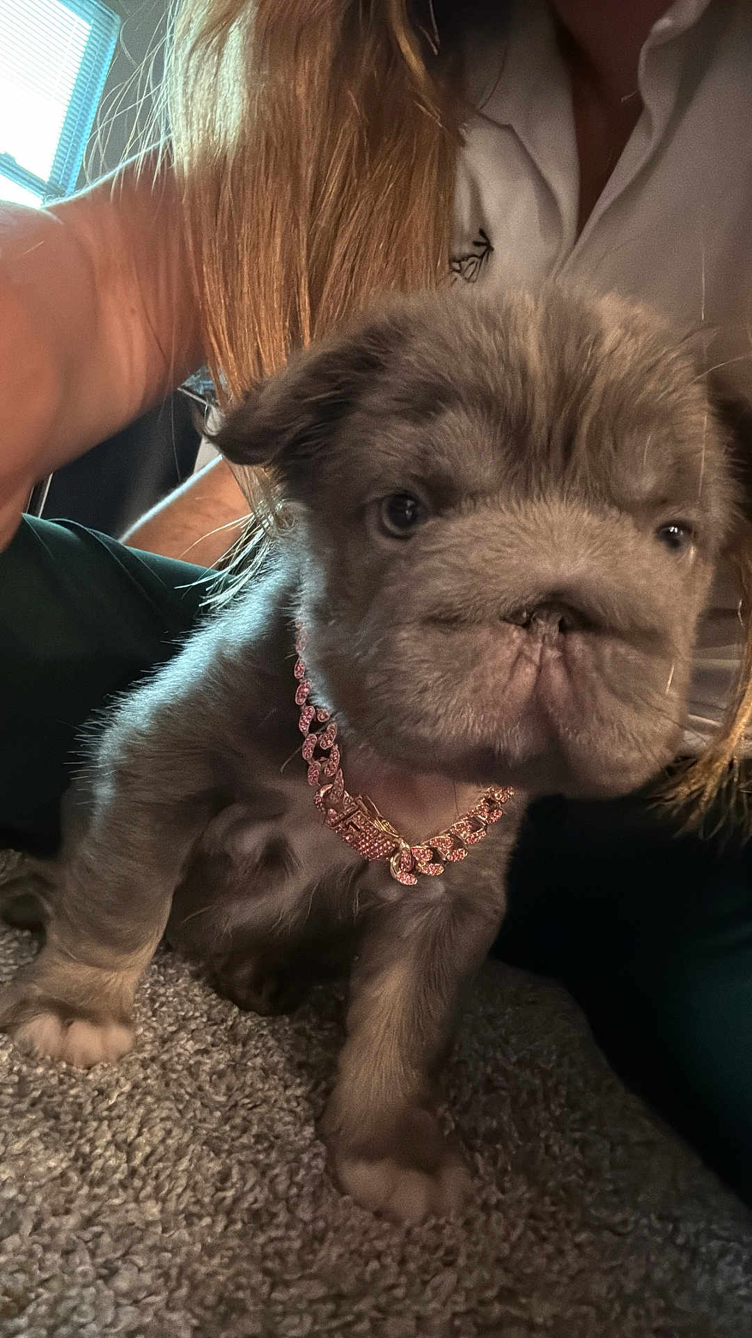 Nova joined the competition — help win amazing prizes! puppy, dog, pet, carpet, indoor, cute, necklace, pink, fur, animal, young, small, person, human, arm, casual, light, portrait, closeup, curious