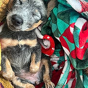 Rosie Mae joined the competition — help win amazing prizes! adorable, animal, basket, blanket, cozy, cute, domestic_animal, fur, napping, paw, pet, puppy, relaxing, resting, sleep, sleeping, small, snuggle, soft, young