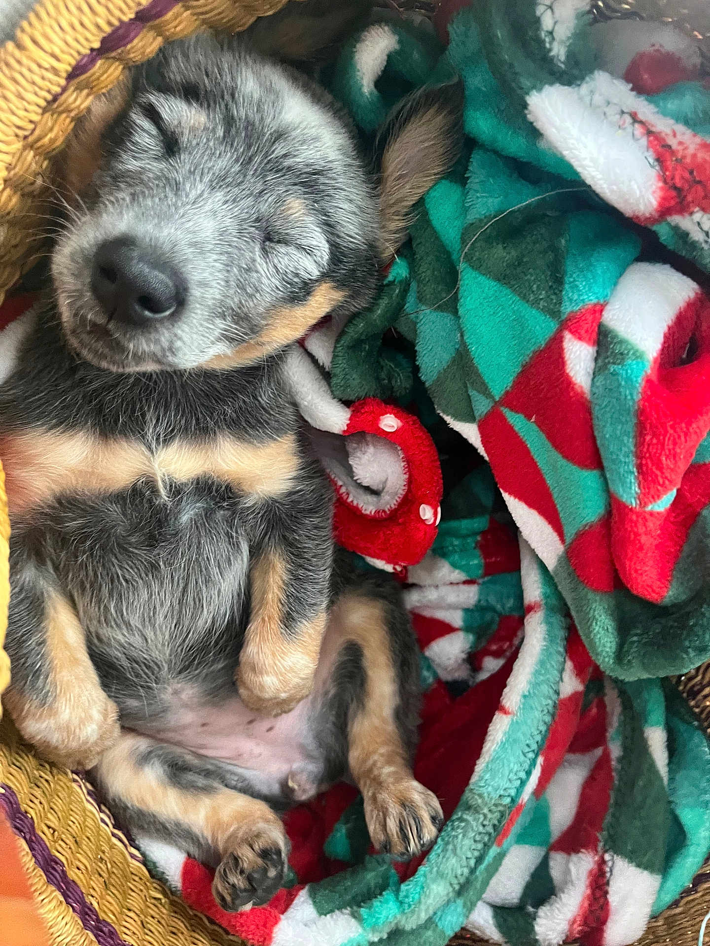 Rosie Mae